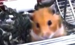 Funny Video : Awwh, süßer Hamster