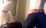 Katze liebt Booty Shaking