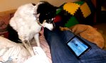 Alter Hund mit neuem Tablet