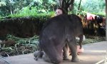 Elefantenbaby will Kuscheln