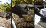 Funny Video - Kleine Abkürzung für den Alligator