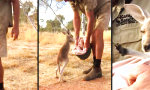 So tütet man ein Känguru ein