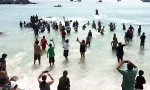 Strandbesucher retten Meeressäuger