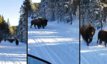 Begegnung mit Bison-Herde beim Schneemobilausflug