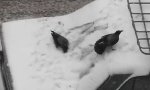 Lustiges Video : Krähen spielen im Schnee