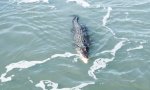 Funny Video : Krokodil und Hai streiten um Beute