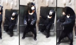 Lustiges Video : Junger Bär hat nichts zu lachen