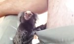 Funny Video : Dr. Ape