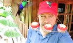 Lustiges Video : Die Kolibri-Kappe