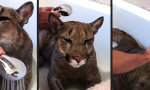 Der Puma in der Badewanne