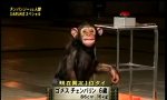 Japan schickt den Affen ins Rennen