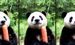 Movie : Dicker Panda snackt dicke Möhre
