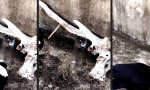 Krähen sind die klügeren Menschen
