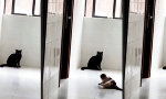 Lustiges Video : Karate-Cat schüchtert ein