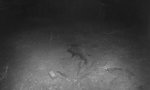 Lustiges Video : Fieses Schwein bei Nacht und Nebel