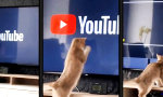 Lustiges Video : Katze mag das Buffern nicht