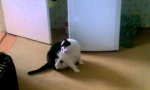 Katze mit dickem Problem