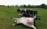 Fun Pic - Donnerstags Fun PicDump #33 - 89