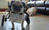 Fun Pic - Donnerstags Fun PicDump #73 - 115