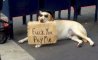 Fun Pic - Donnerstags Fun PicDump #93 - 105