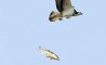 Fun Pic - Donnerstags Fun PicDump #110 - 59