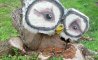 Fun Pic - Donnerstags Fun PicDump #121 - 50
