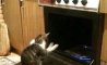 Fun Pic - Donnerstags Fun PicDump #138 - 100