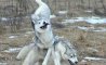 Fun Pic - Donnerstags Fun PicDump #145 - 62