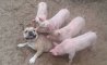 Fun Pic - Donnerstags Fun PicDump #148 - 54