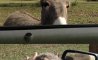 Fun Pic - Donnerstags Fun PicDump #148 - 58