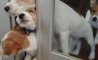 Fun Pic - Donnerstags Fun PicDump #178 - 92