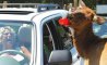 Fun Pic - Donnerstags Fun PicDump #181 - 29