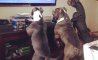 Fun Pic - Donnerstag Fun PicDump #205 - 60