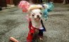 Fun Pic - Donnerstag Fun PicDump #455 - 4