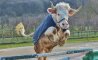 Fun Pic - Donnerstag Fun PicDump #462 - 83
