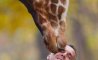 Fun Pic - Donnerstag Fun PicDump #511 - 81