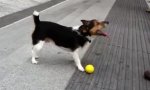 Hund mit Vollautomatik