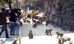 Movie : Affen-Hochgeschwindigkeits-Füttern