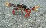 Neue Spezies: Die Nosenip-Krabbe