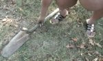 Norma Stitz in Nudist Camp Zombie Massacre