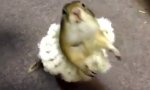 Lustiges Video : Hamster Ballerina
