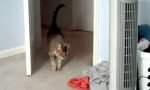 Funny Video : Schreckhafte Katze