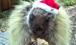 Movie : Stachelschwein in Weihnachtsstimmung