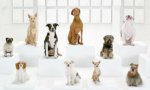 Lustiges Video : The Bark Side