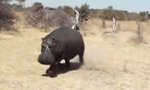 Nilpferd Safari