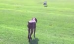 Lustiges Video : Hund vs Wolf