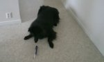 Movie : Hund vs Elektrostöckchen