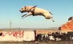 TreT der Parkour-Hund