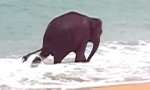 Movie : Elefant am Strand