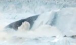 Lustiges Video : Bisher größter Eisberg-Bruch